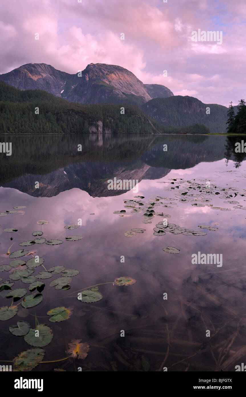 Ellerslie Lago, grande orso nella foresta pluviale, British Columbia, Canada Foto Stock