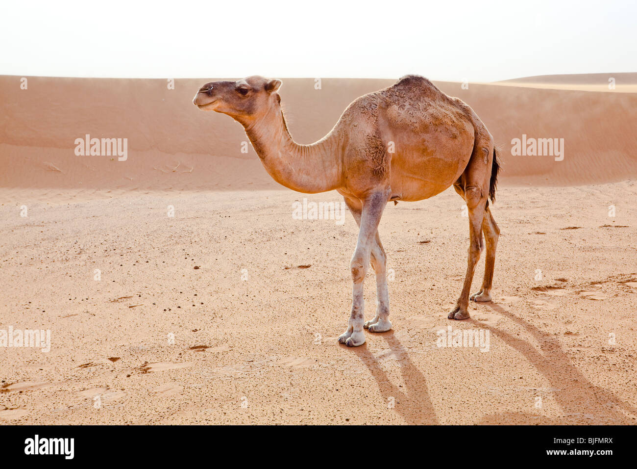 Cammello nel deserto del Sahara in Marocco. Inquadratura orizzontale. Foto Stock