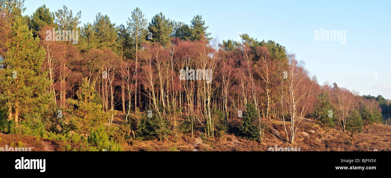 Panorama del bosco invernale nella nuova foresta vicino Dibden Purlieu Foto Stock