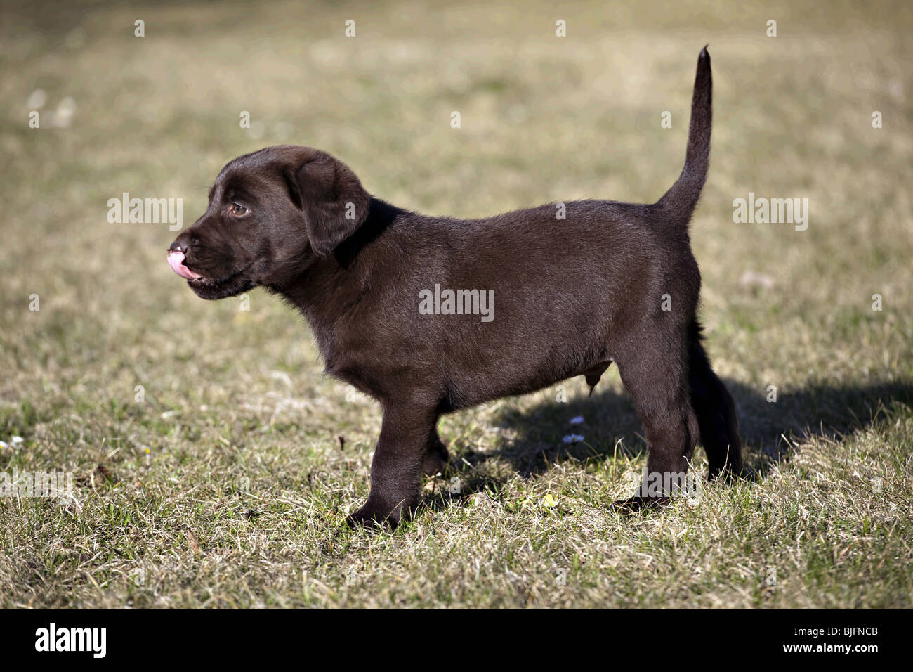 Il cioccolato Labrador Retriever puppy in erba Foto Stock