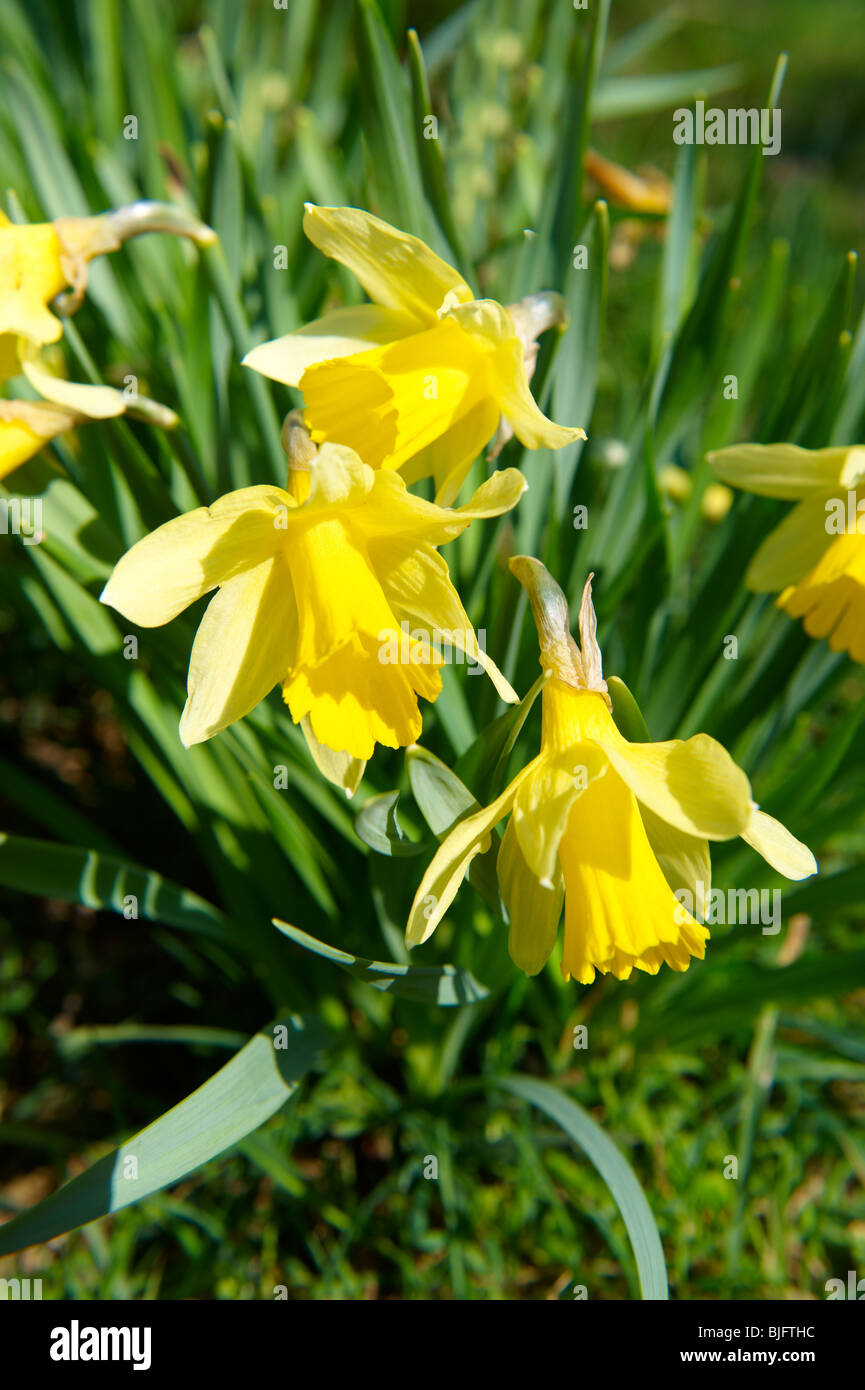 Wild Daffodil fiori, ( Narcissus pseudonarcissus ) o la Quaresima Lilly piante in fiore Farndale, North Yorks Mori, North Yorkshire, Inghilterra Foto Stock