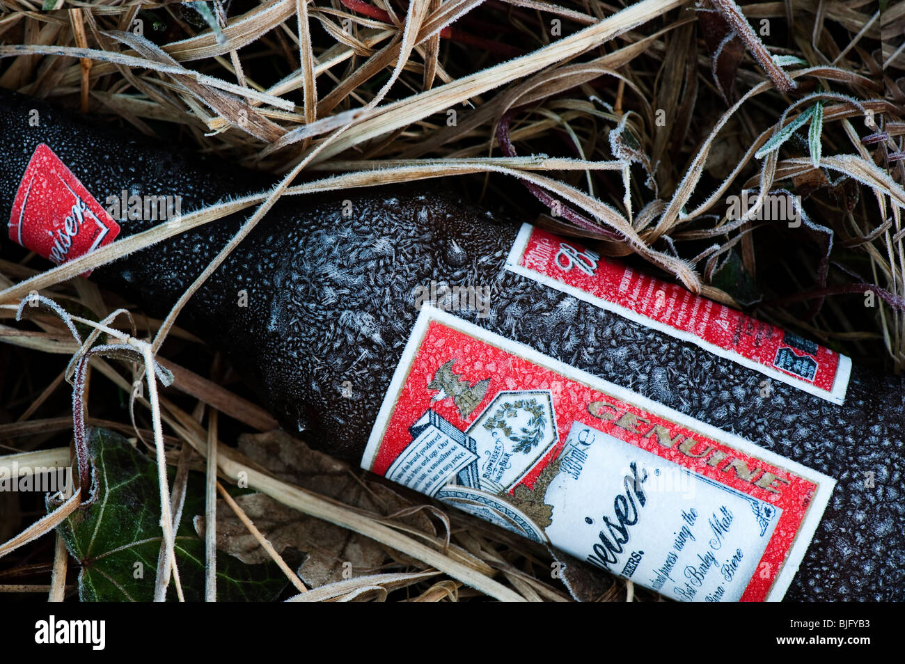 Coperto di brina birra Budweiser bottiglia in erba congelati disseminate su una strada Foto Stock