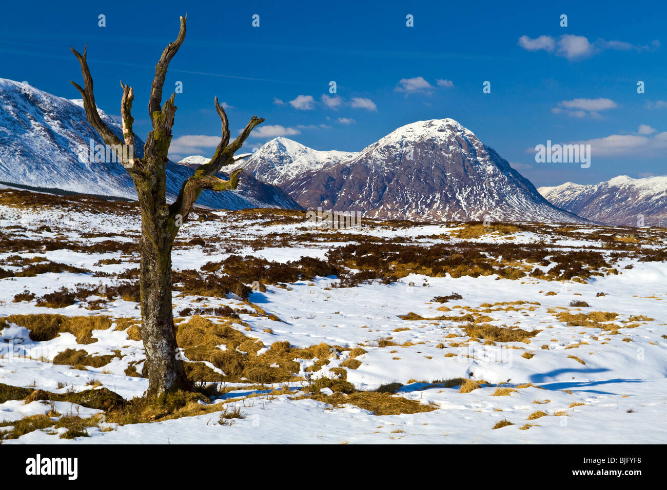 Albero morto sul Rannoch Moor IV Foto Stock