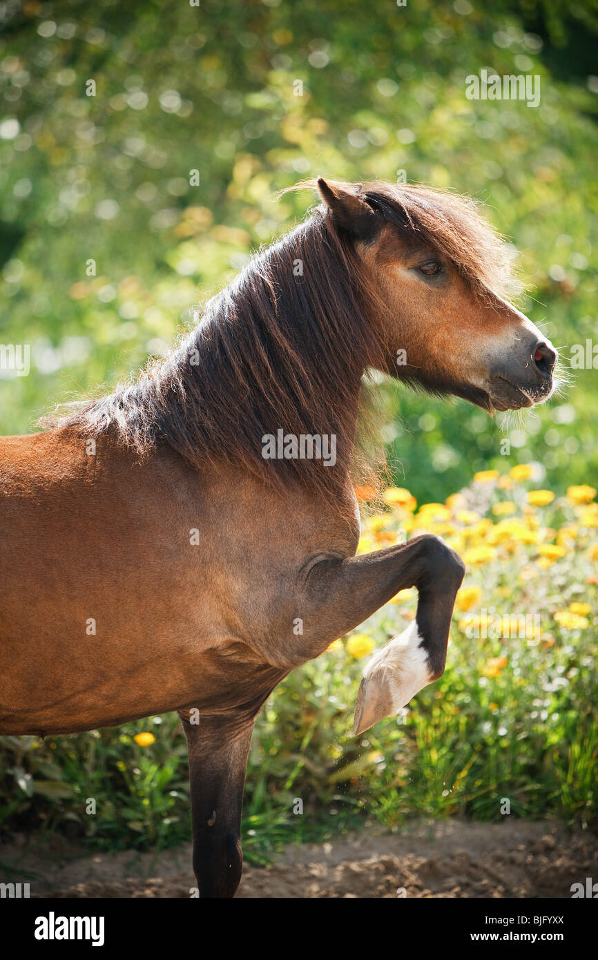 Pony Shetland a cavallo della zampa anteriore di sollevamento Foto Stock