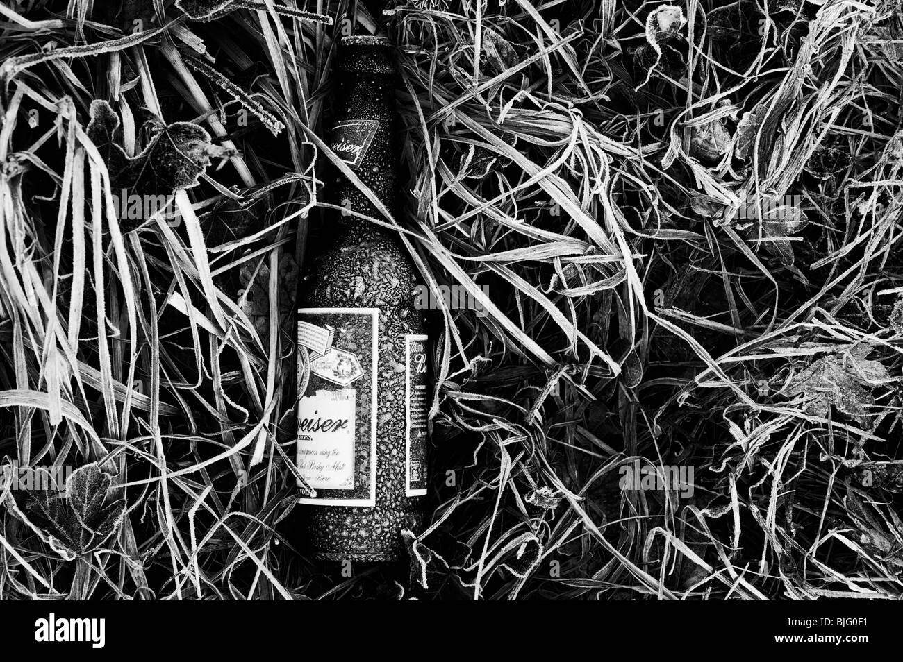 Coperto di brina birra Budweiser bottiglia in erba congelati disseminate su una strada. Monocromatico Foto Stock