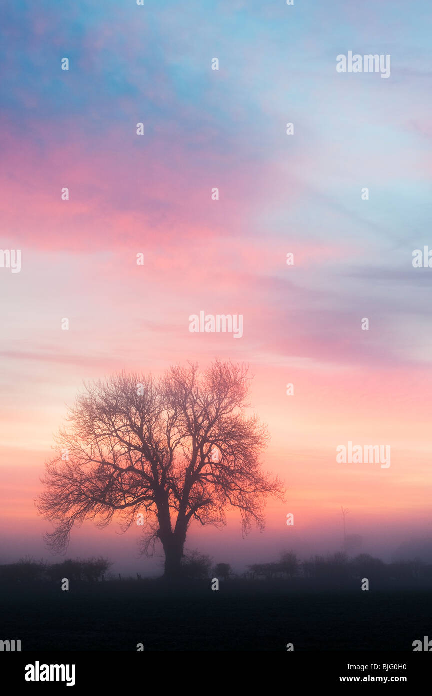 Oak Tree Silhouette All Alba In Un Vago Foschia Mattutina Nella Campagna Inglese Foto Stock Alamy