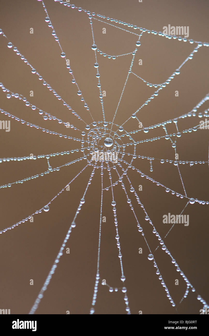 Gocce d'acqua su una spider web. Numeri in natura. Qui potete vedere il numero nove Foto Stock