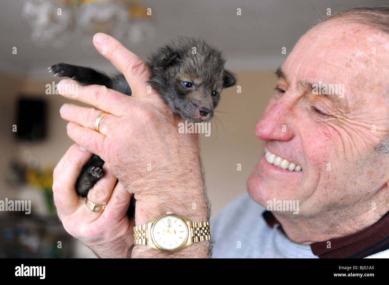 3 settimana vecchia volpe cubs a un animale centro di salvataggio a Brighton Regno Unito gestito da Roger Musselle nella foto Foto Stock