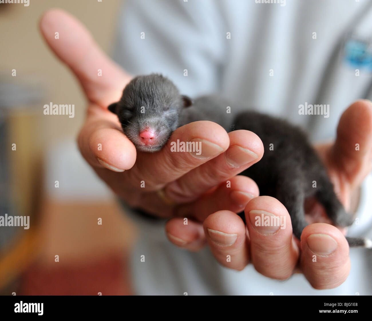 2 giorno vecchia volpe cub essendo alimentato e curato in un animale Rescue Center gestito da Roger Musselle Foto Stock