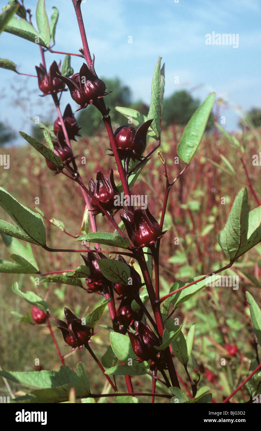 Frutto della red okra o roselle (Hibiscus sabdariffa) sulla pianta e usato in pasticceria, Thailandia Foto Stock