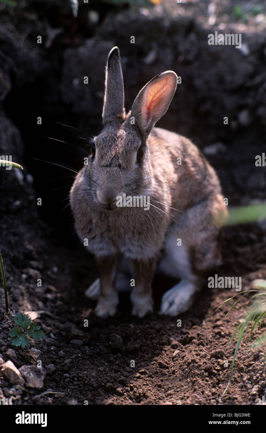 Coniglio adulto alert in piedi da un burrow rilassato, Berkshire Foto Stock