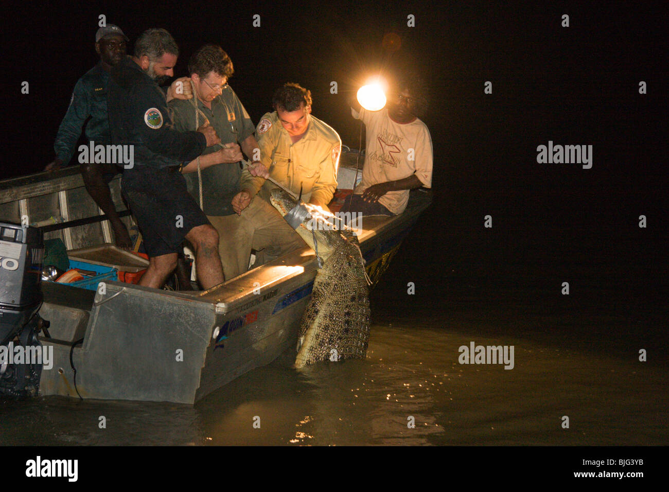 BAC Aborigianal Rangers assistere in coccodrillo di cattura da un fiume in ArnhemLand di notte a trasferirsi per la ricerca scientifica. Foto Stock