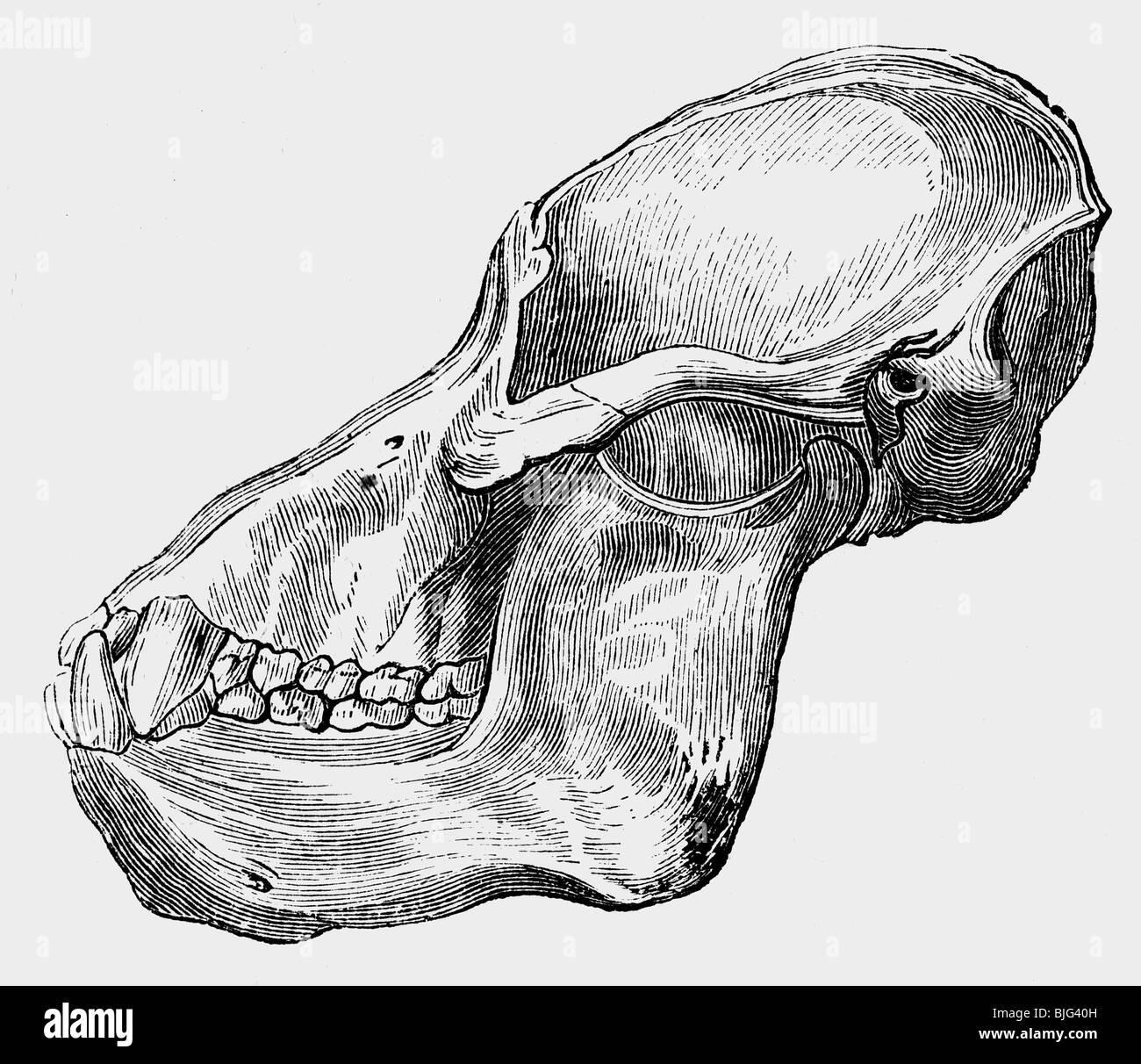 Zoologia / animali, mammiferi / mammiferi, scimmie, orang utan (Pongo pygmaeus), cranio, illustrazione, incisione del legno, circa 1870, Foto Stock