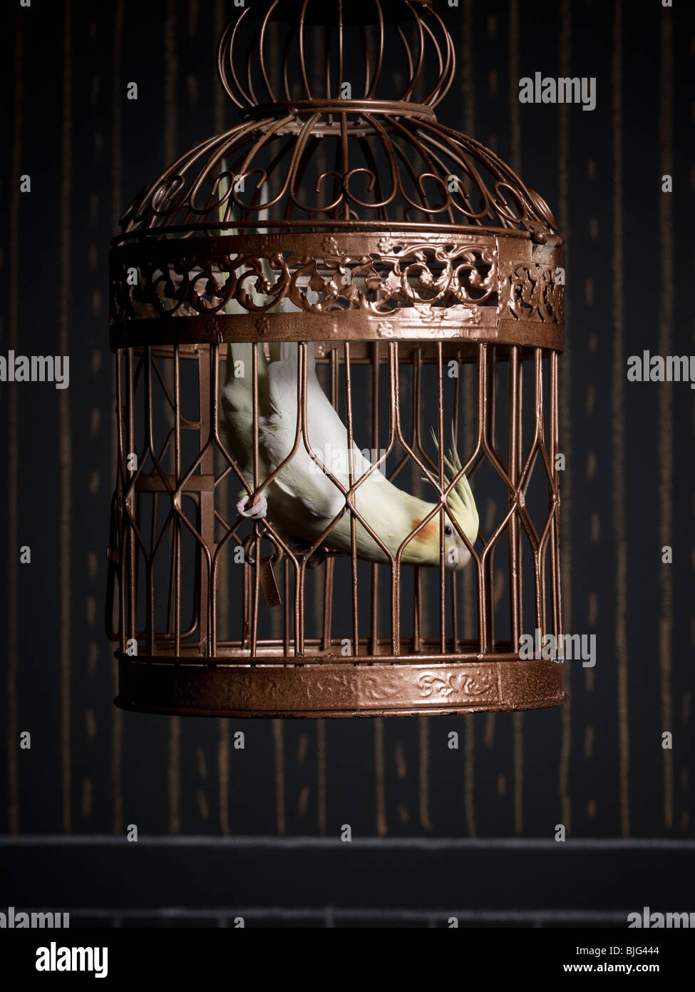 Birdcage e un cockatiel Foto Stock