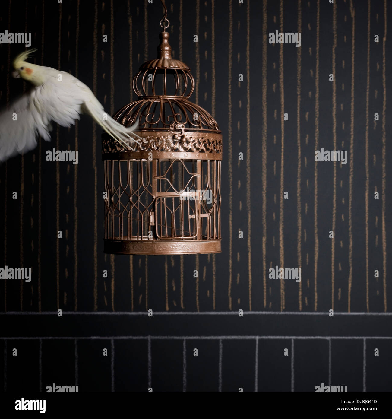 Birdcage e un cockatiel Foto Stock