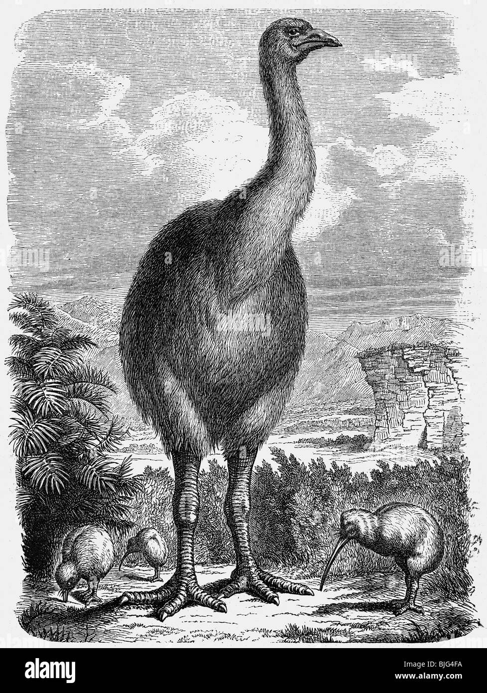 zoologia, uccelli, uccelli senza luce, moas, moa e kiwis, illustrazione, incisione del legno, circa 1870, Foto Stock