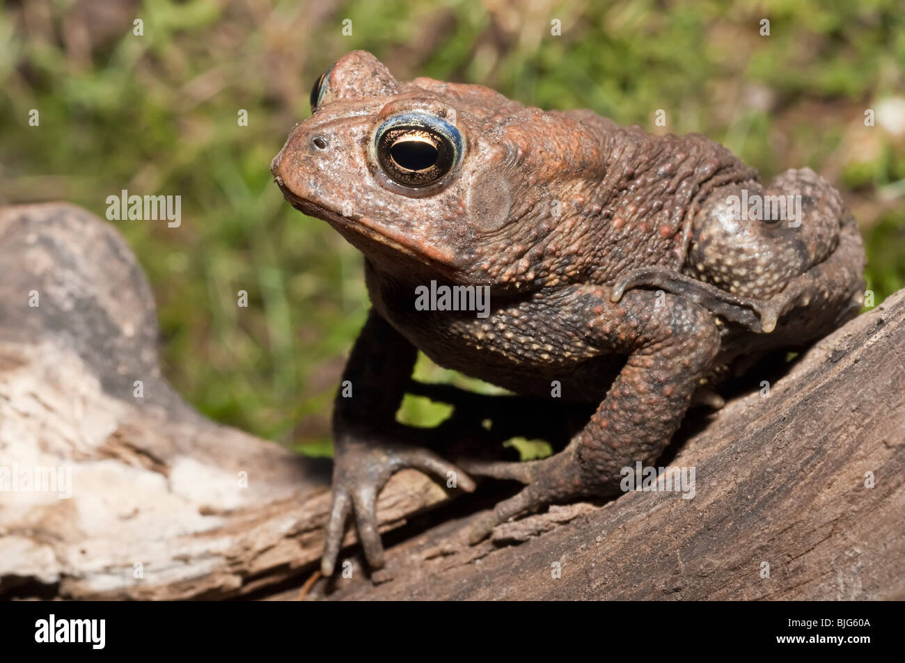 American toad, Bufo americanus; nativo a est di Stati Uniti e Canada Foto Stock