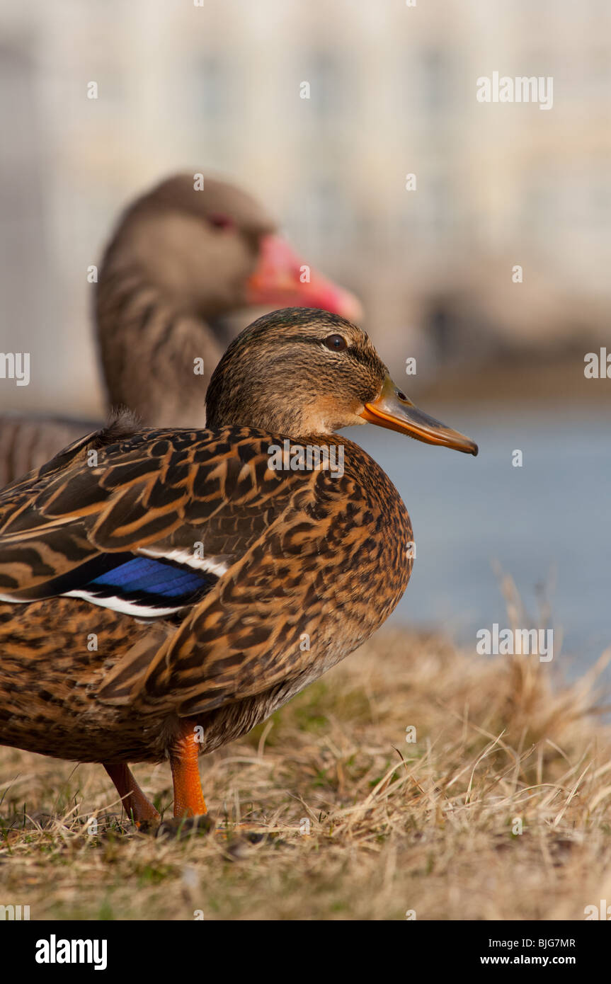 Divertente coppia presso il palazzo di Nymphenburg Monaco di Baviera Foto Stock