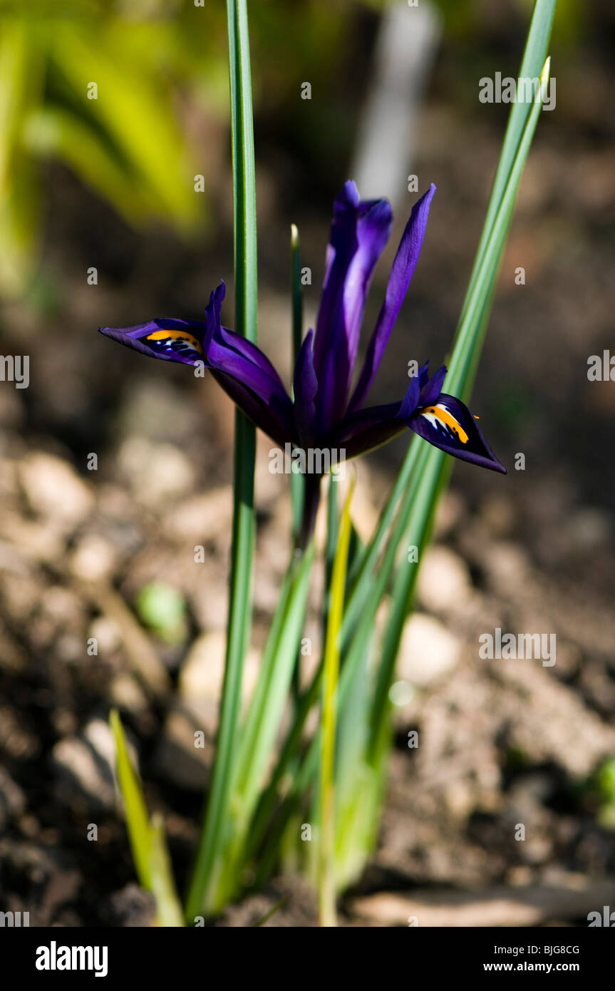 Iris reticulata, iris nana, in fiore in primavera a Cotswolds Foto Stock