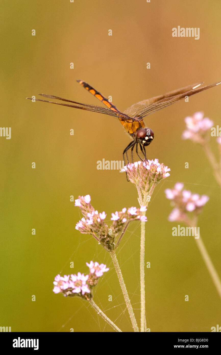 Una libellula sorge in cima a una rosa di fiori selvaggi. Foto Stock