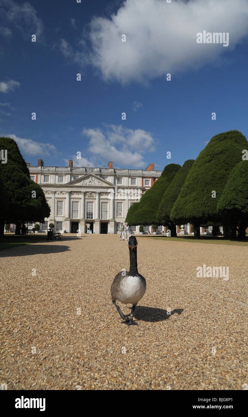 Un singolo goose si aggira intorno all'Oriente giardini presso il Palazzo di Hampton Court, Richmond Upon Thames, Inghilterra. Foto Stock