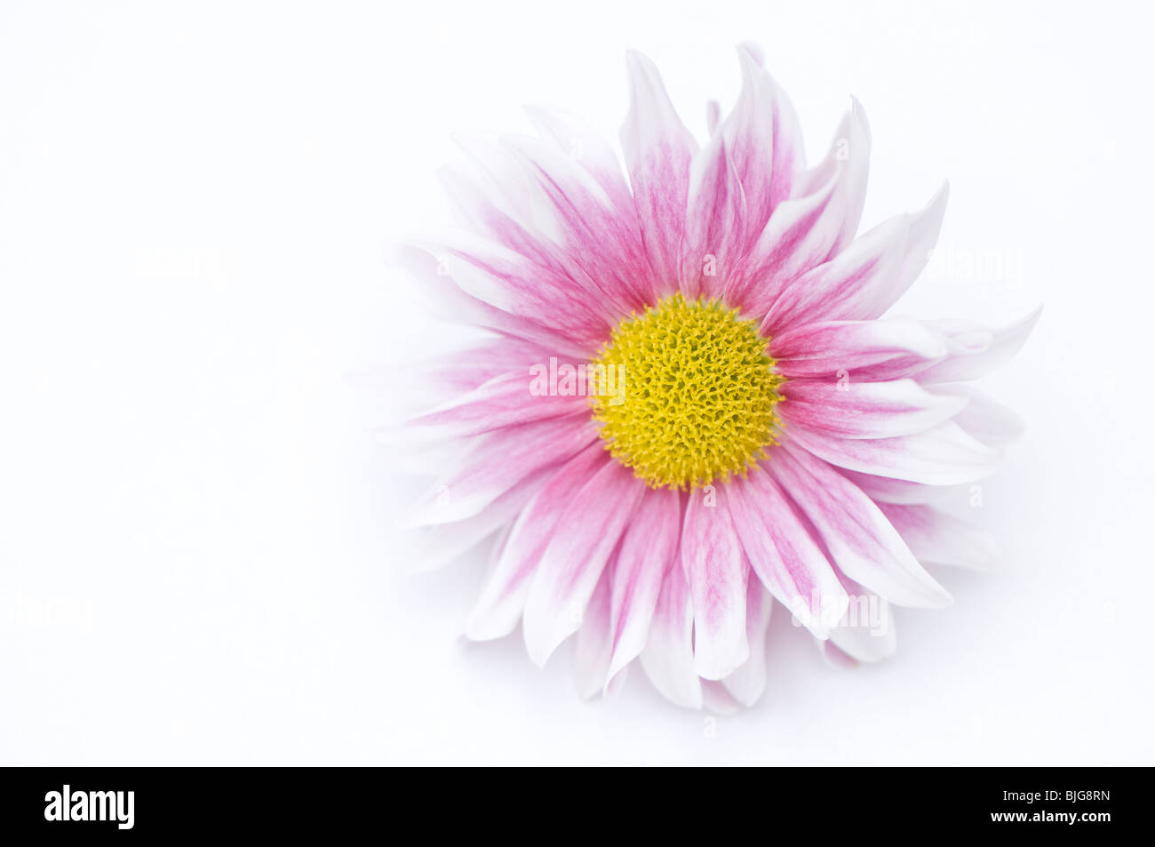 Primo piano di una rosa e bianco fiore del Crisantemo su sfondo bianco Foto Stock