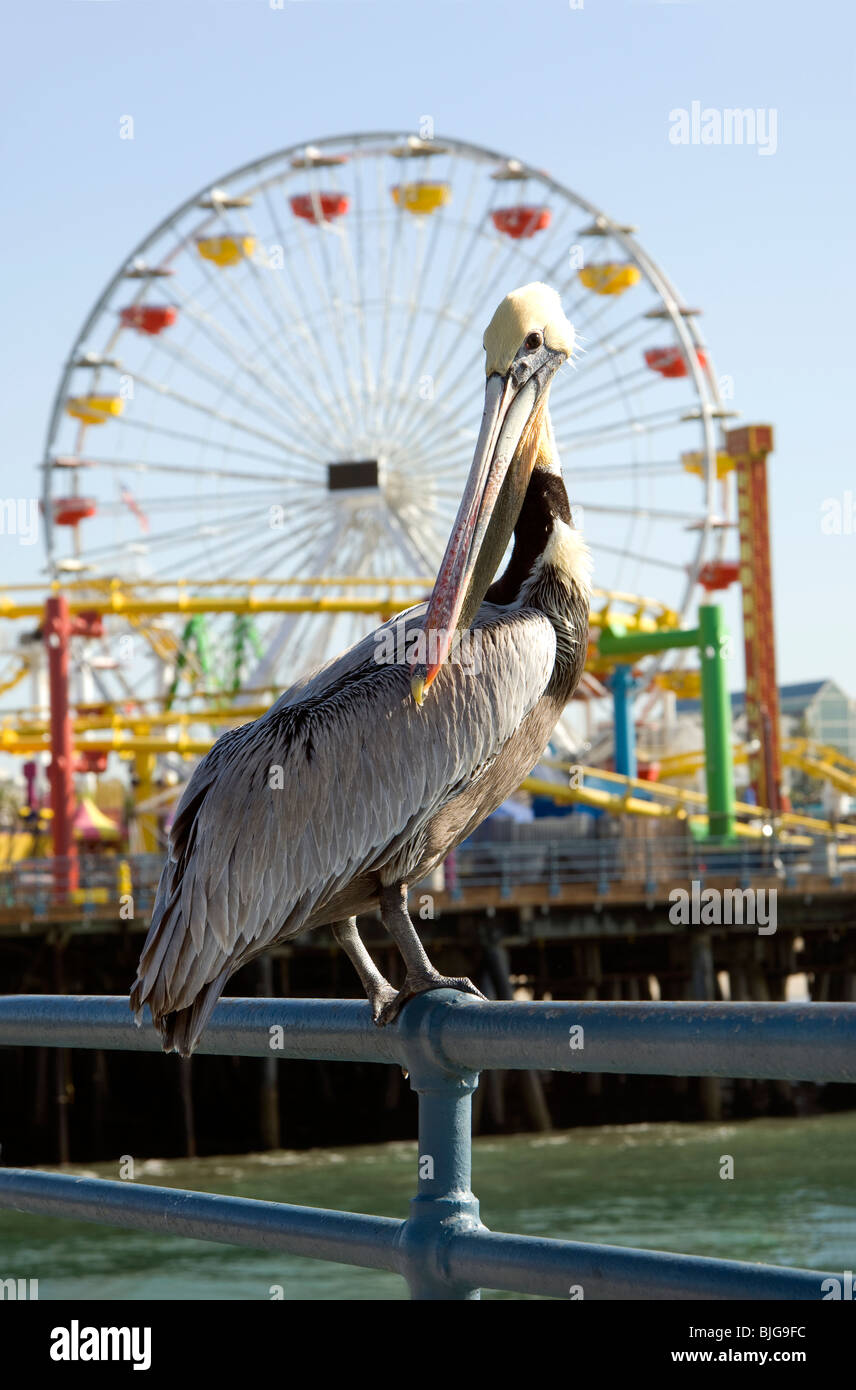 Pelican sul molo di Santa Monica vicino alla ruota panoramica Ferris Foto Stock