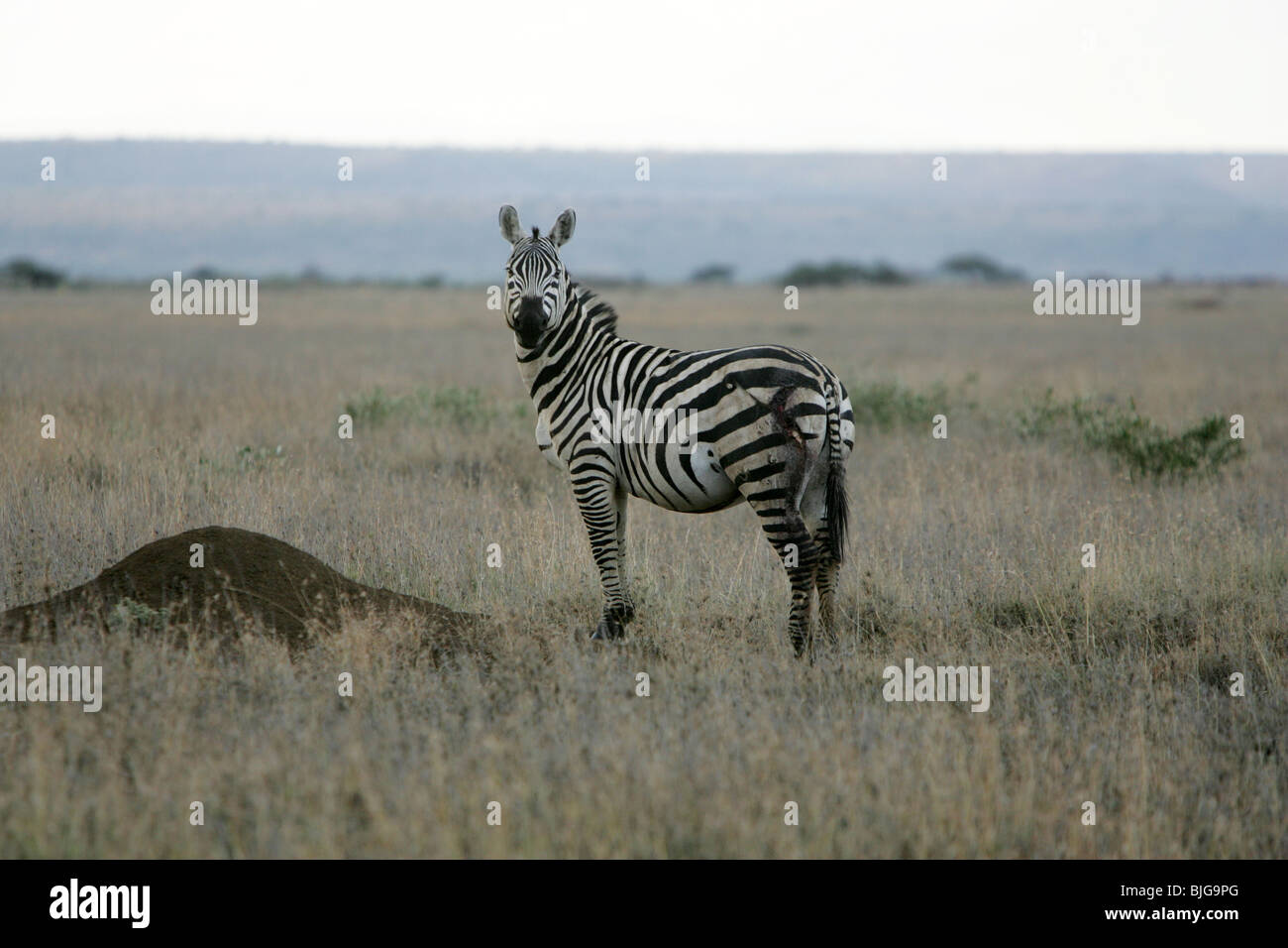 Le pianure Zebra, Kenya, Africa orientale Foto Stock