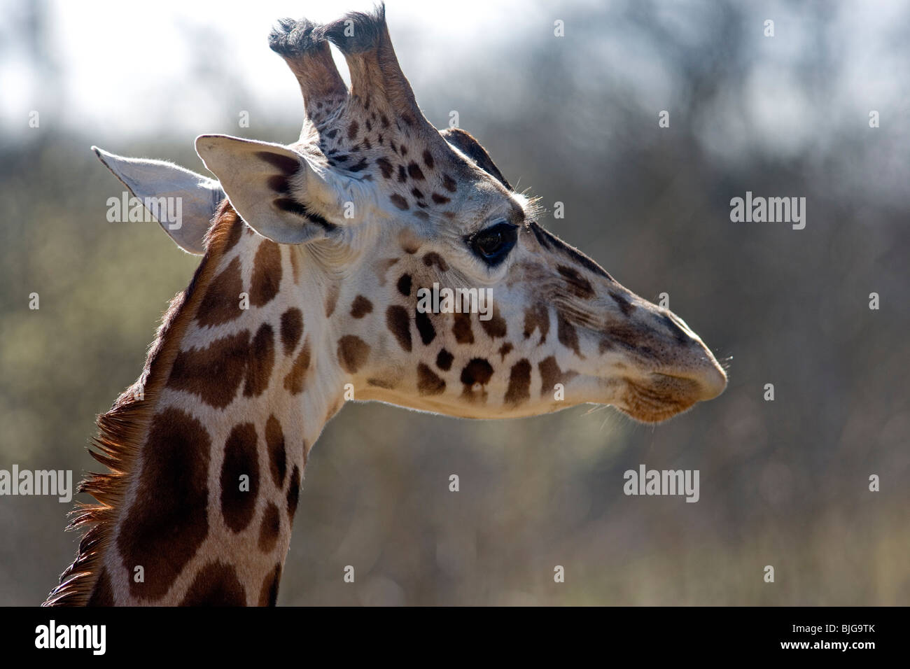 Giraffa Rothschild a Longleat Foto Stock