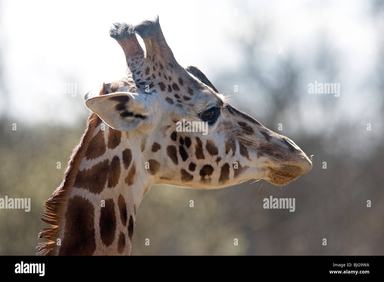 Giraffa Rothschild a longleat Foto Stock
