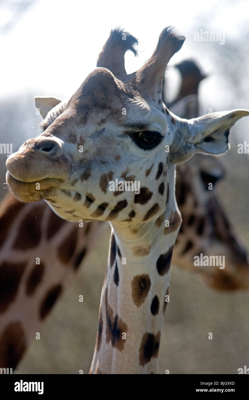 Giraffa Rothschild a longleat Foto Stock