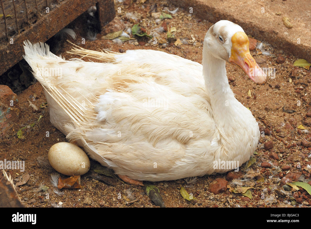 Anatra con il suo uovo Foto Stock
