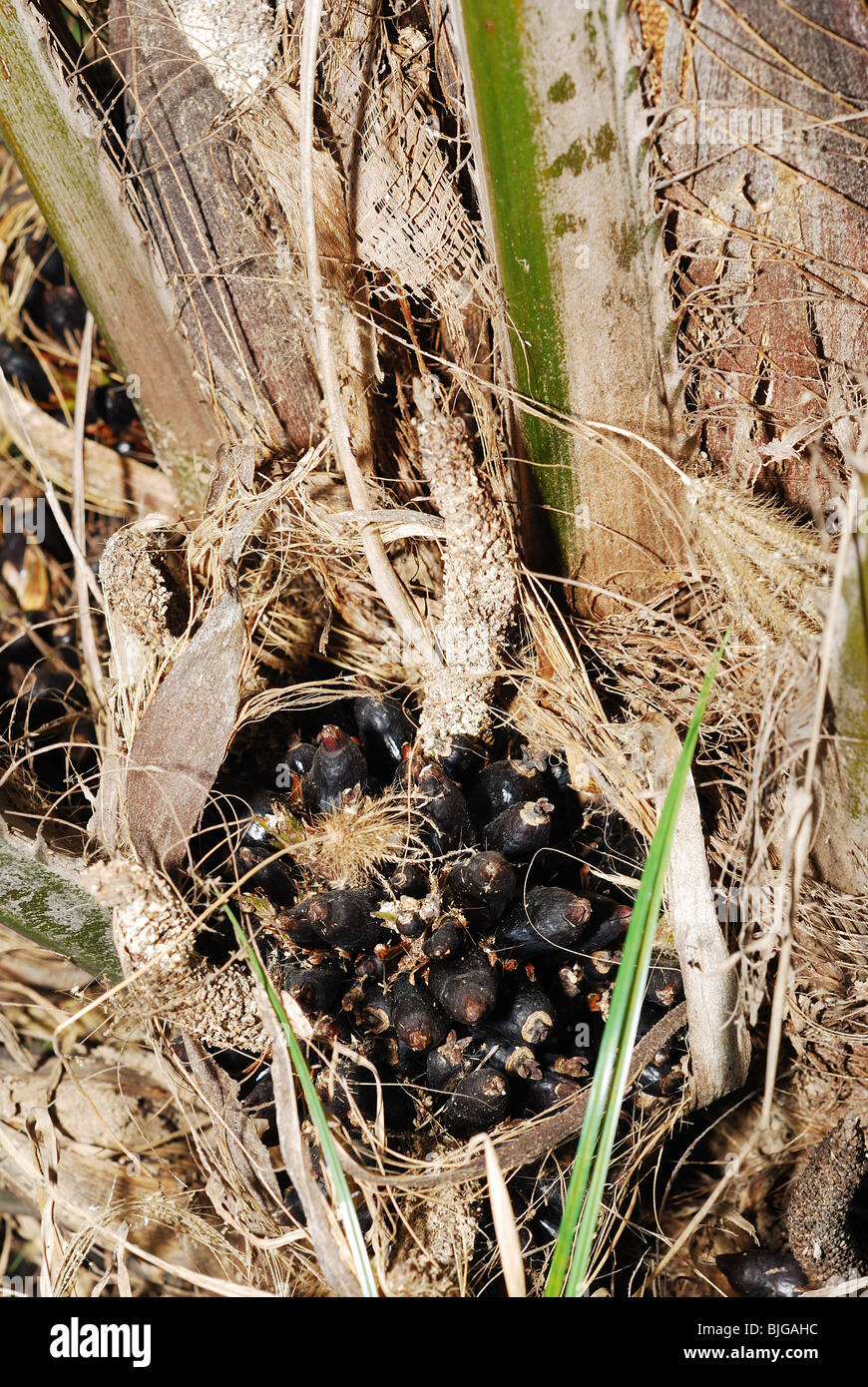Olio di palma semi di impianto di Palm in una fattoria Foto Stock