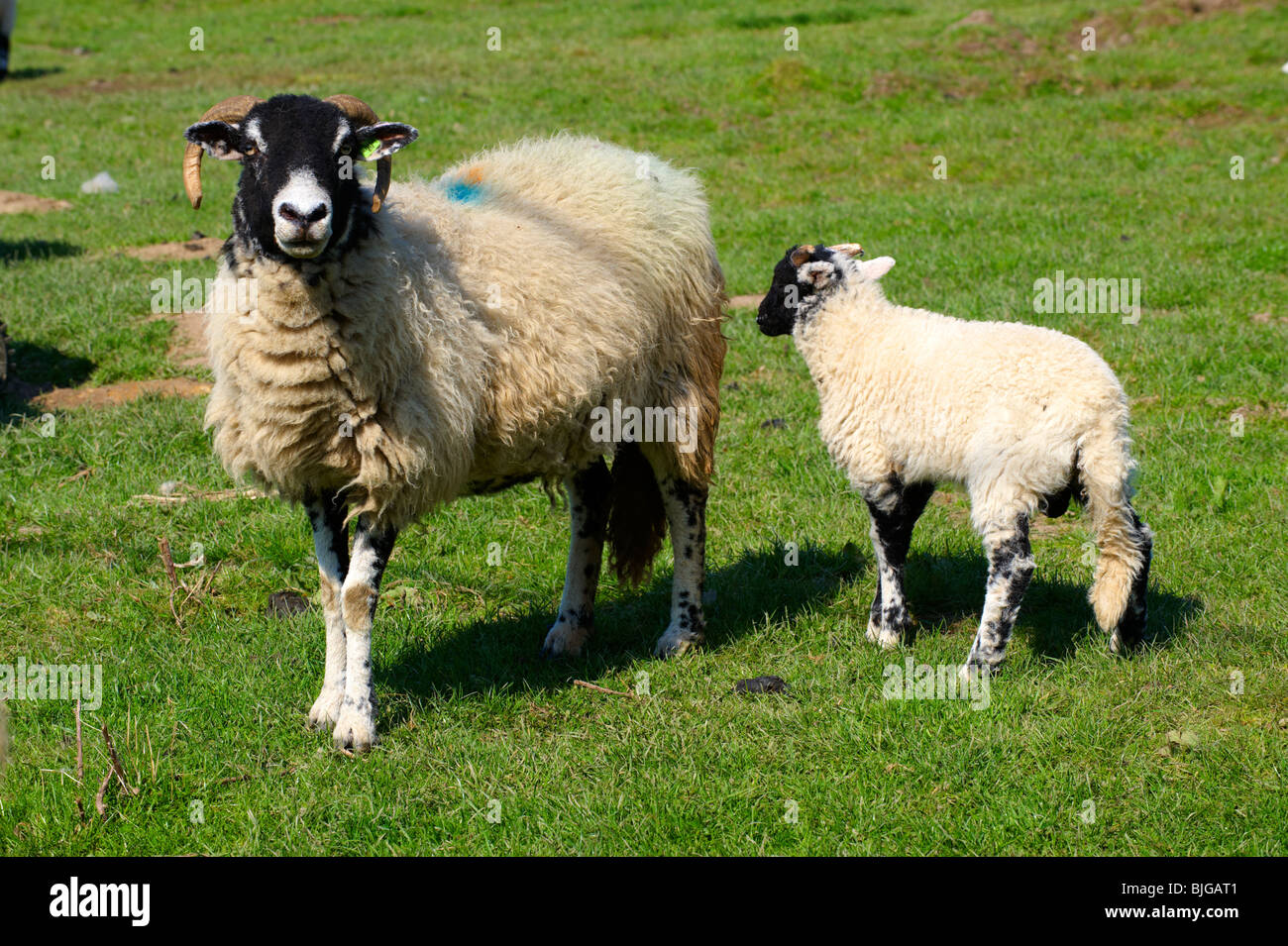 Mori pecore e agnelli in Nord nello Yorkshire Moors National Park, Farndale, Inghilterra. Yorkshire stock foto Foto Stock
