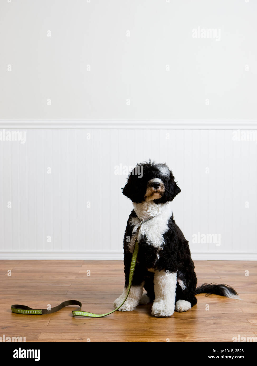 cane al guinzaglio Foto Stock