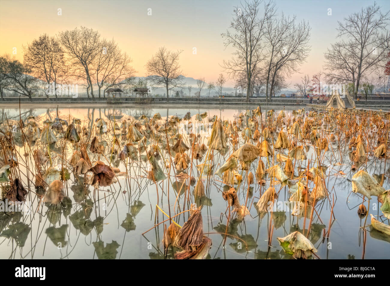 Trascorso Lotuses nell'alba a sud del Lago, Hong village, Anhui, Cina Foto Stock