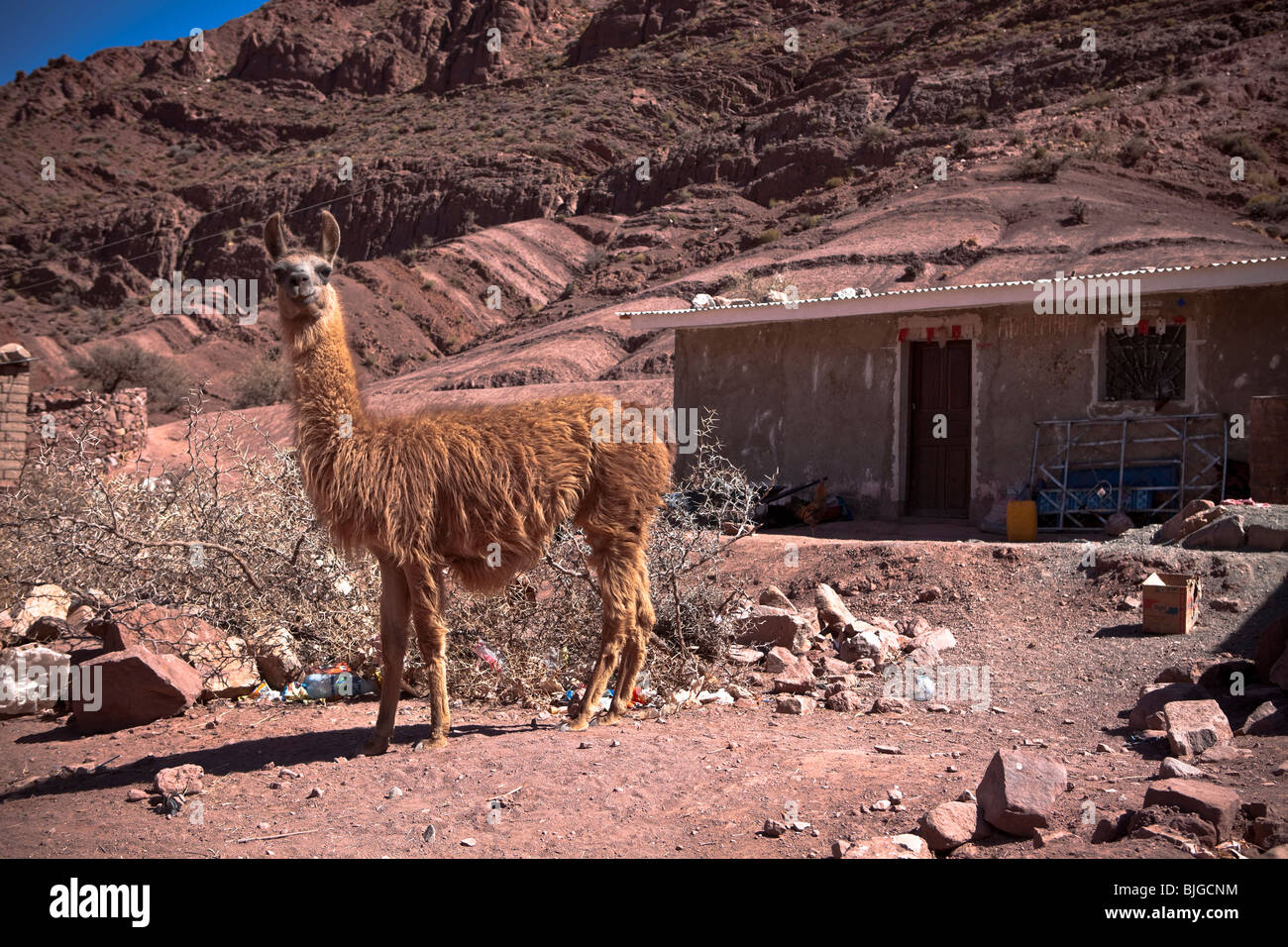 Lama llama sulla strada per il Salar de Uyuni in prossimità del Cerro Rico miniera, Potosi, Santa Rita, Altiplano, Ande, Bolivia, Sud America Foto Stock
