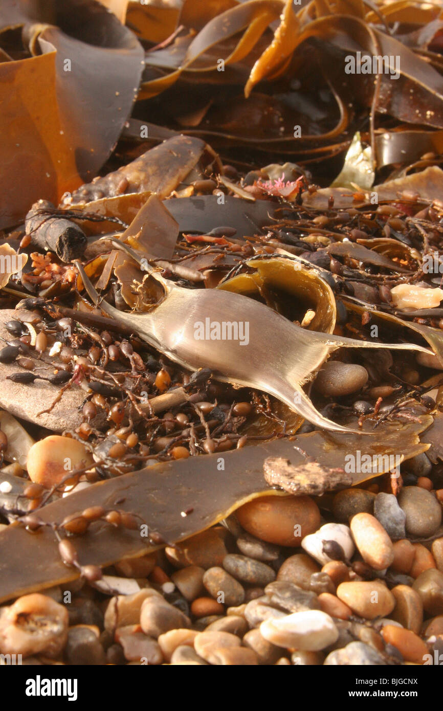 Sirene portamonete,skateray eggcase,raggio maculato,Raja montagui,su strandline,Worbarrow bay,dorset, dicembre 2007. Foto Stock