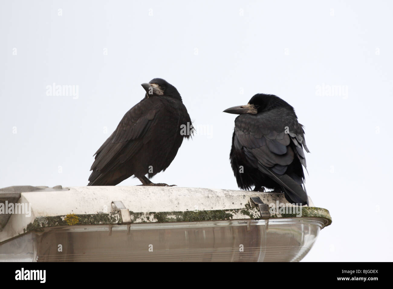 Due corvi, Corvus frugilegus, appollaiato su un lampione Foto Stock