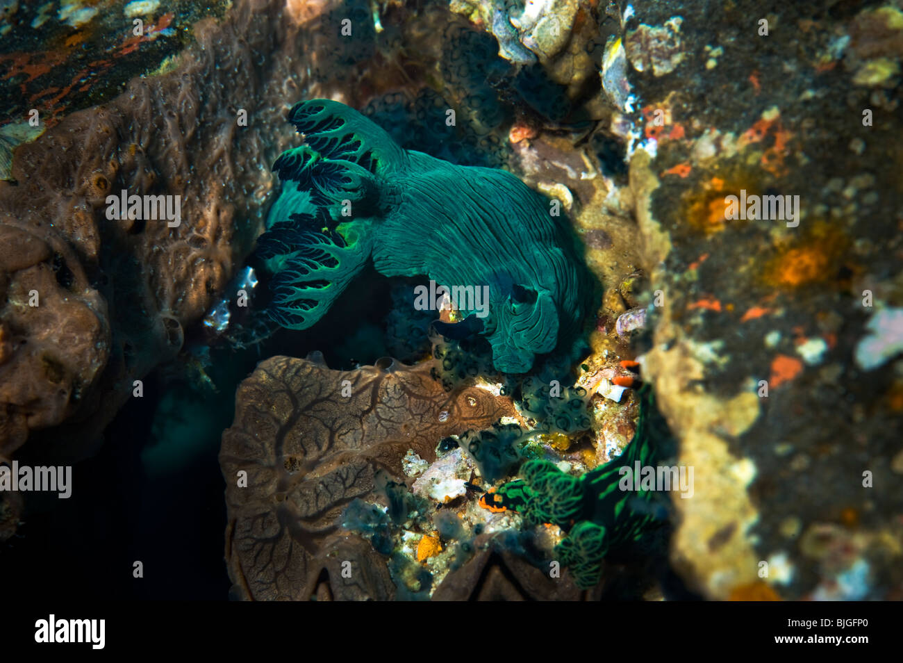 Green slug malapascua Polycerid nudibranch Tambja sp eventualmente T morosa Dumaguete Negros reef fauna selvatica sulla barriera corallina malapascua Foto Stock