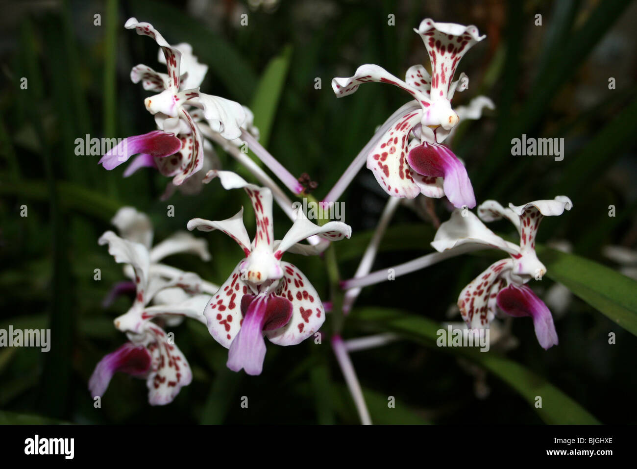 Orchid Vanda tricolore var. Suavis Foto Stock