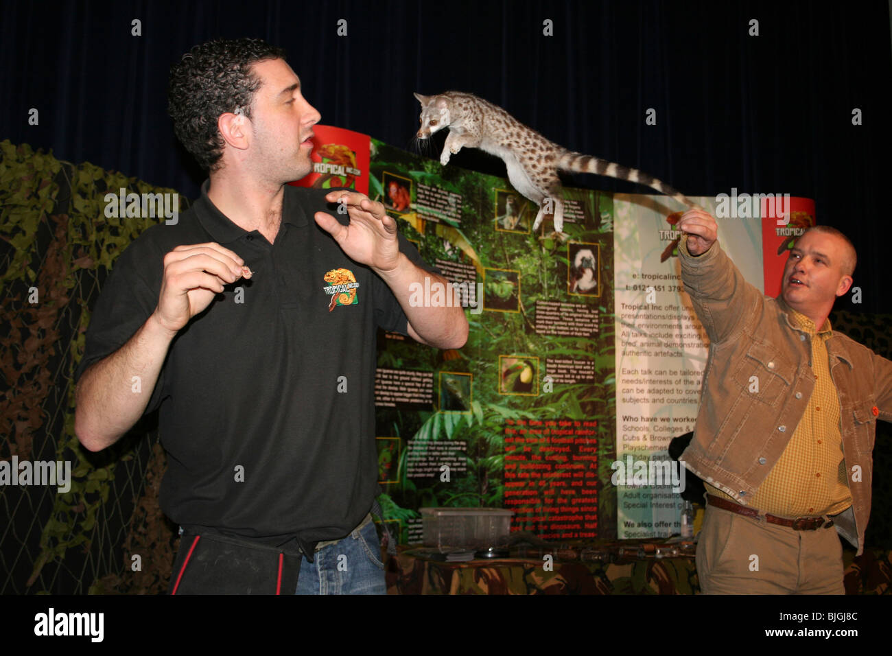 Museo presentazione della fauna selvatica da Tropical Inc mostra Genet Cat Jumping Foto Stock
