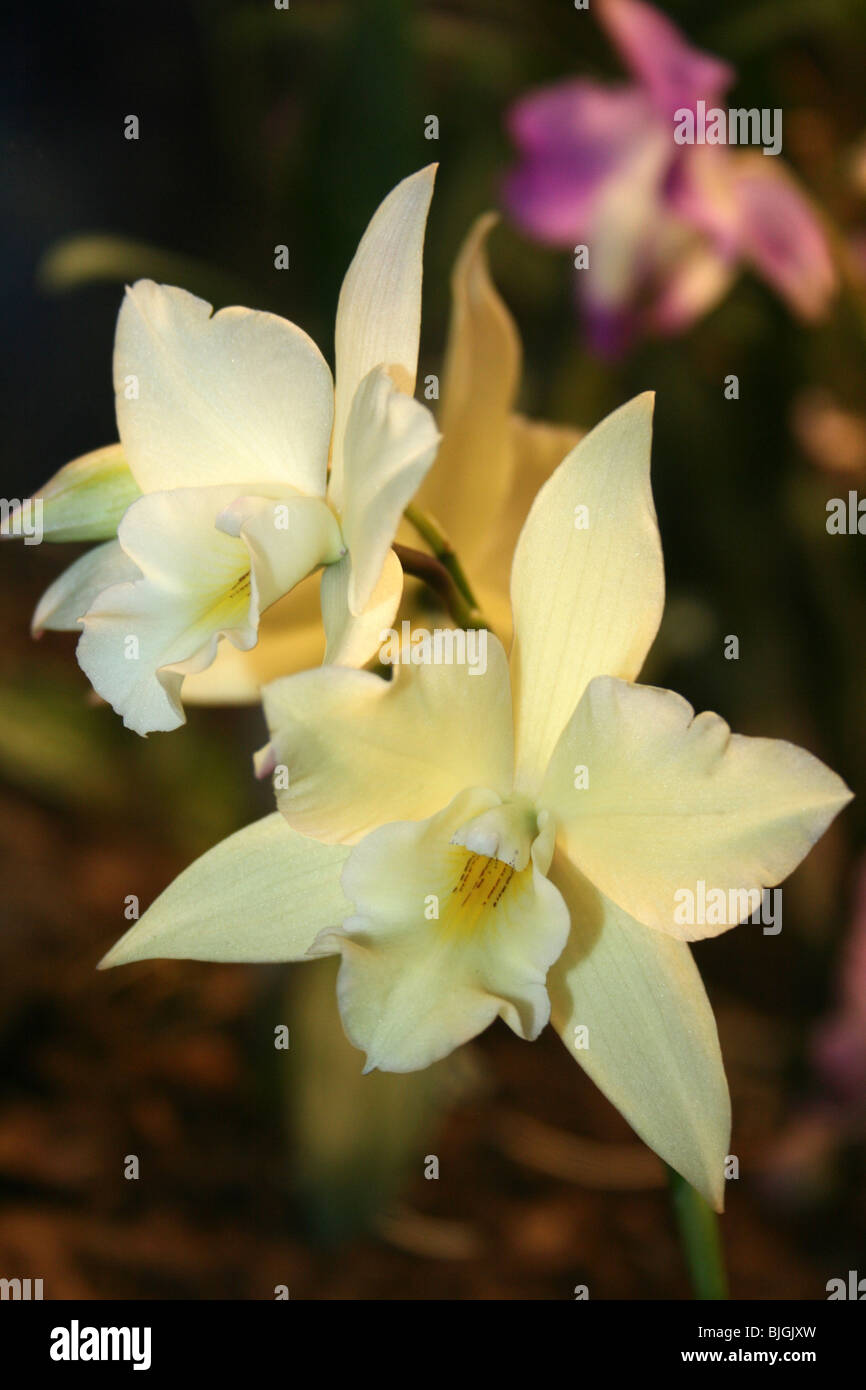 Color crema Orchid Foto Stock
