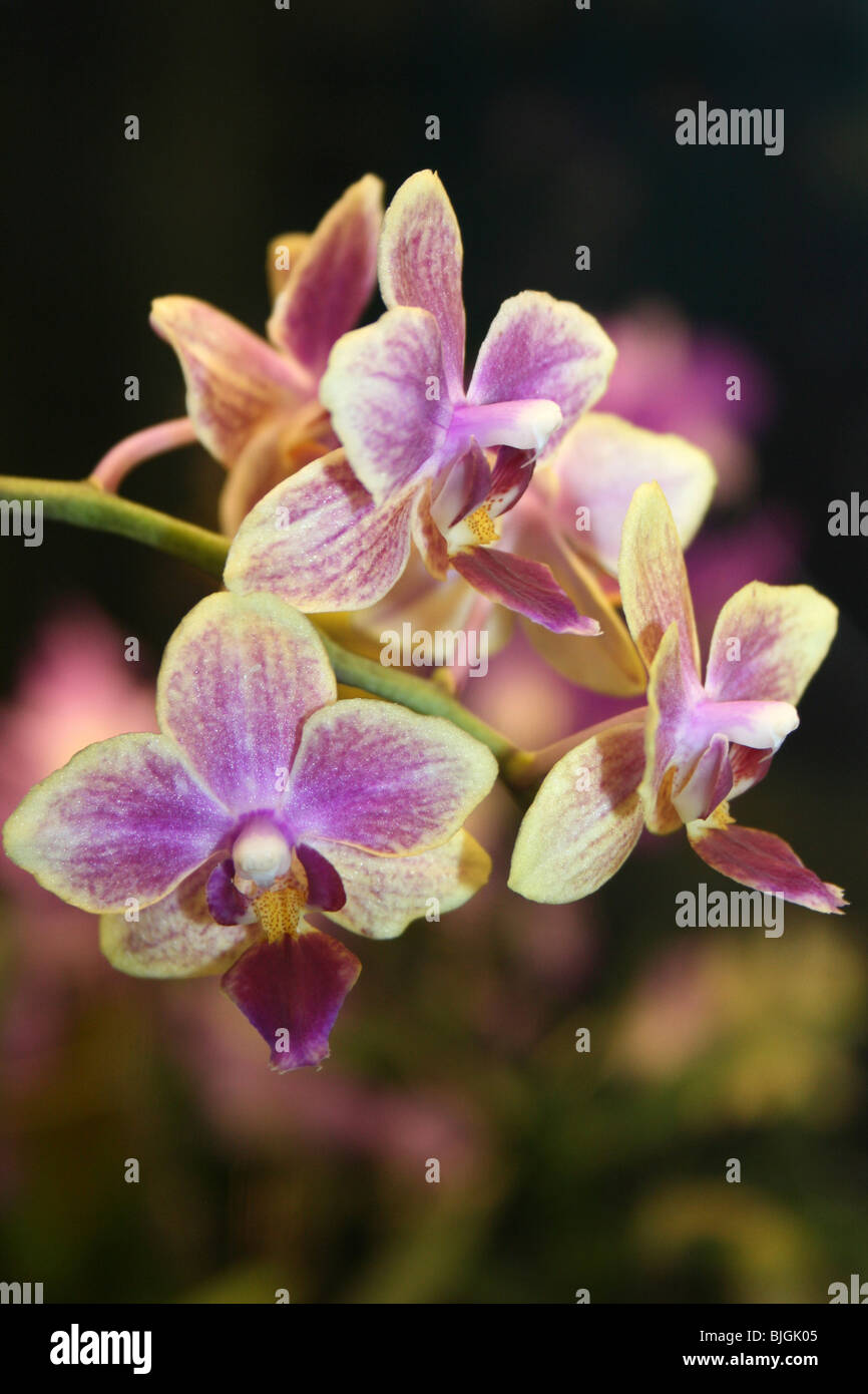 Piccolo Dendrobium Orchid Foto Stock