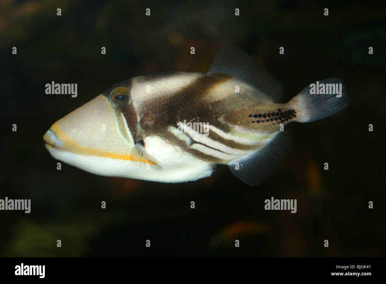 Picasso Triggerfish Rhinecanthus aculeatus Foto Stock