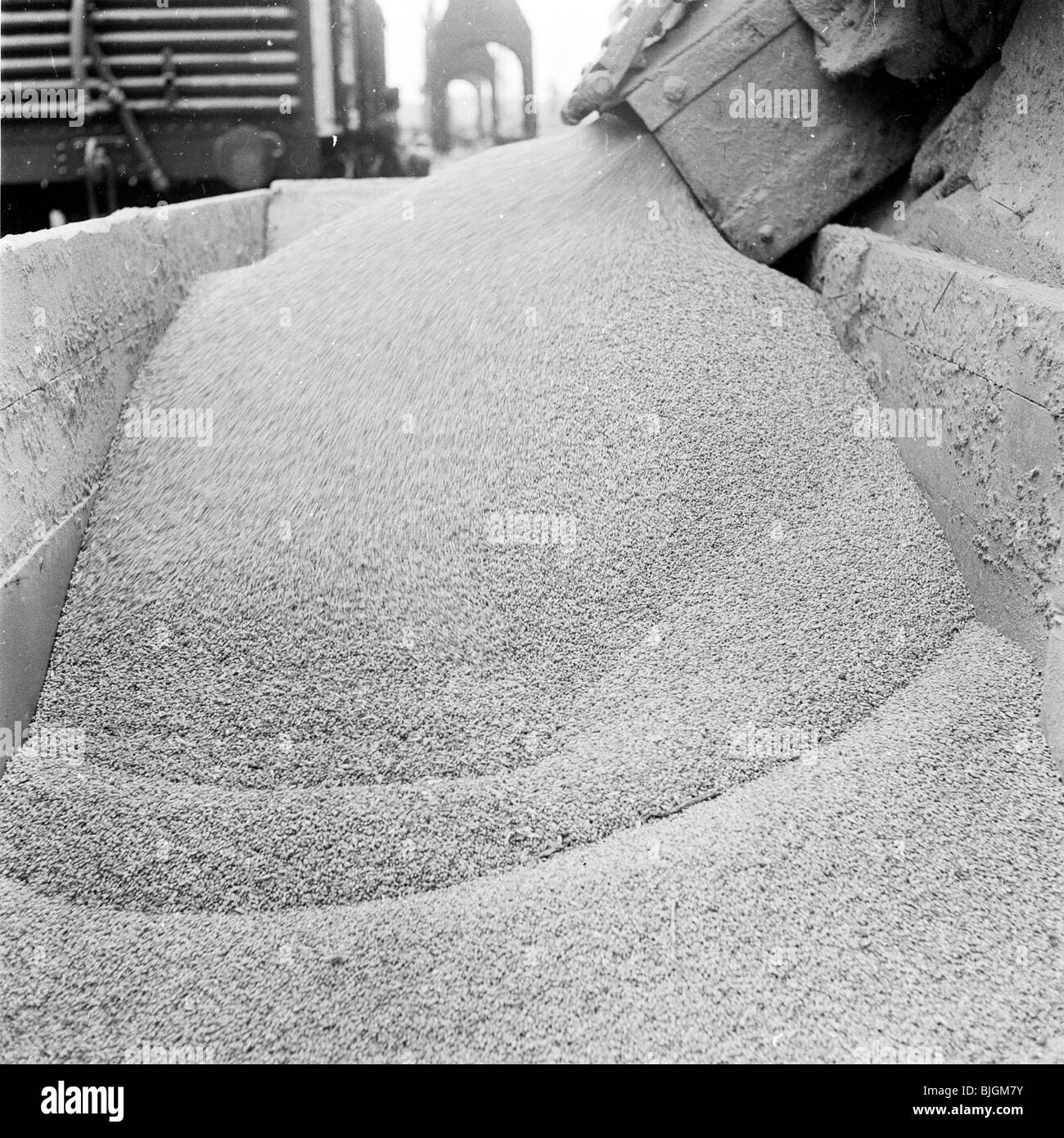Docks londinesi, 1950s. Close-up di grano che è caricato in un GWR carrello ferroviario. Foto Stock