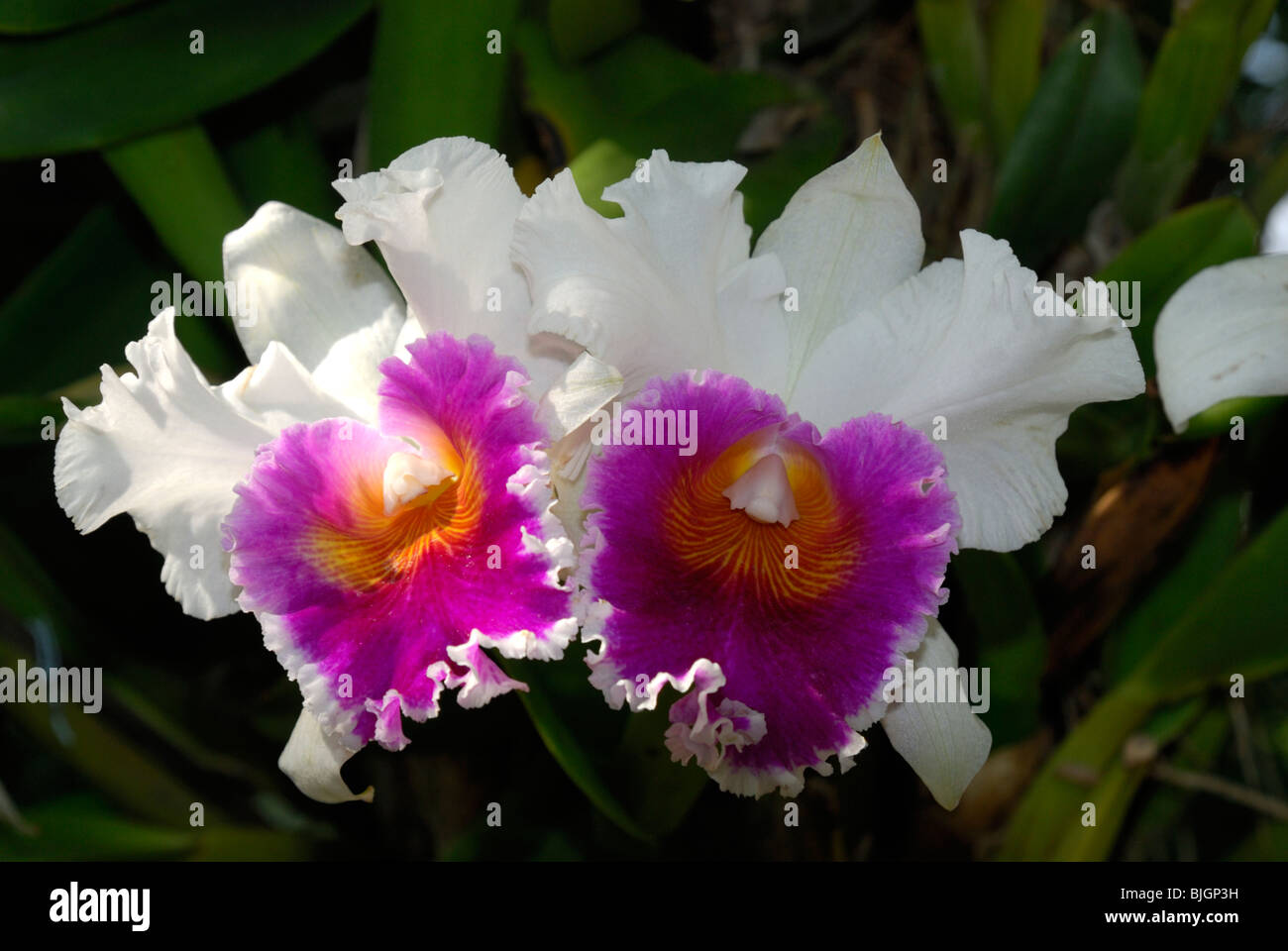 Orchidee,Chiang Mai, Thailandia Foto Stock