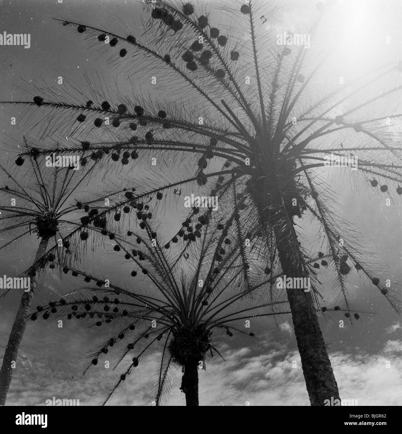 In questa immagine da J Allan contanti possiamo vedere da sotto il sole splende attraverso gli alberi di noce di cocco o di palme, Nigeria, Africa, 1950s. Foto Stock