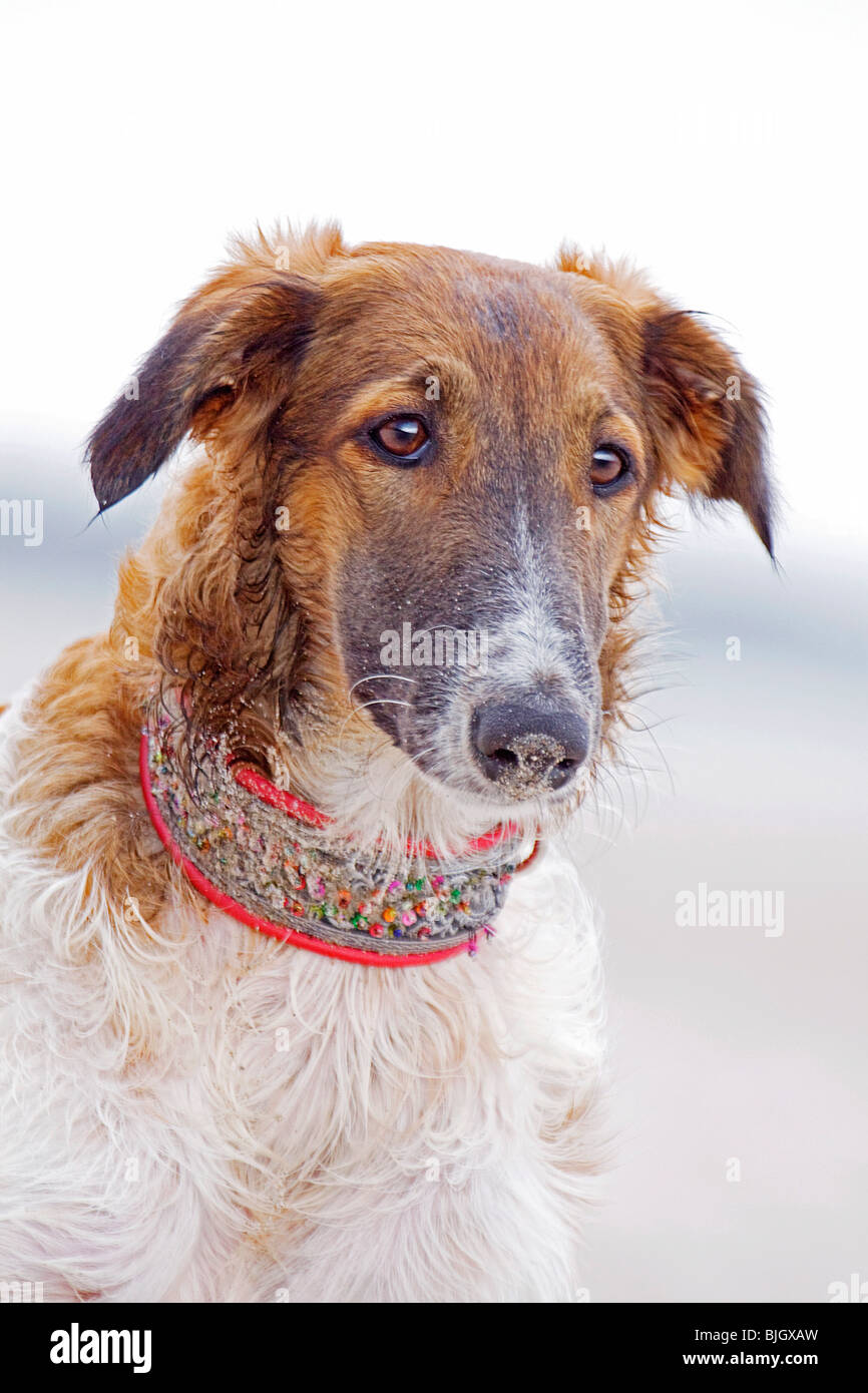 Barzoi cane ritratto permanente Foto Stock