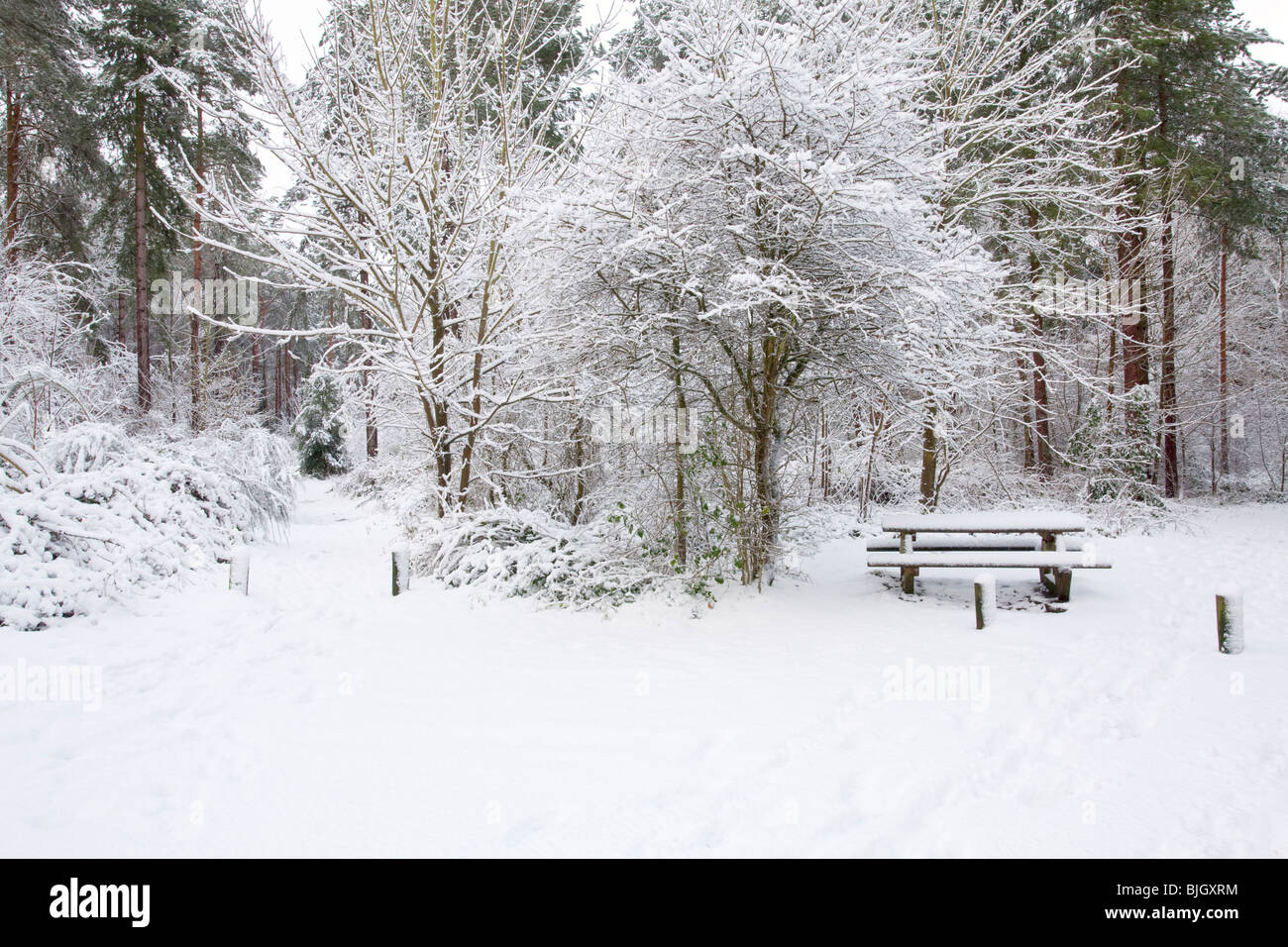 Snowy scene in Holt Country Park in Norfolk, Regno Unito Foto Stock